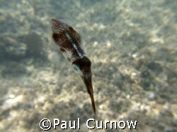 Tiny Squid by Paul Curnow 